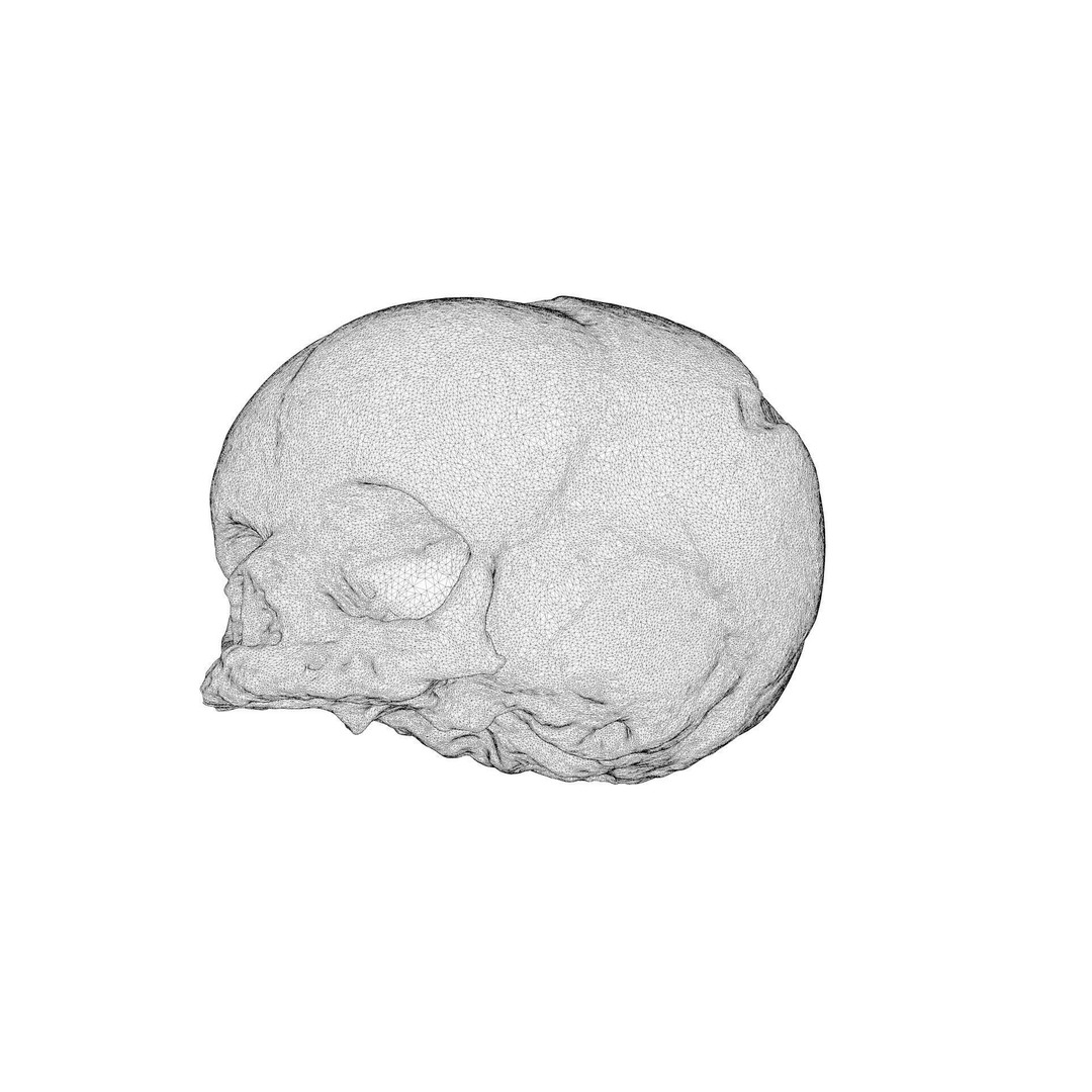 Fetus Skull 3D Model – High Poly Photogrammetry Scan, OBJ, FBX - View 17