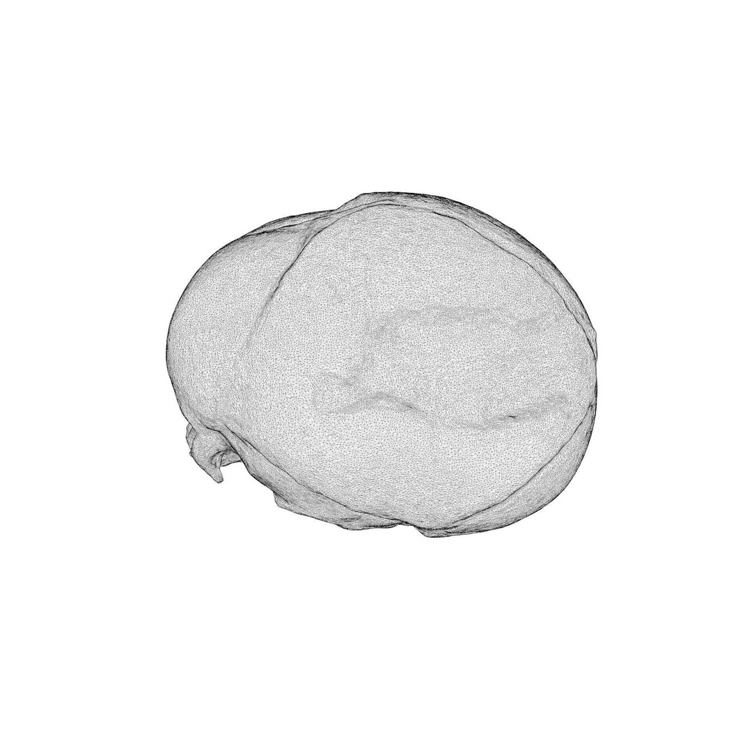 Fetus Skull 3D Model – High Poly Photogrammetry Scan, OBJ, FBX - View 18