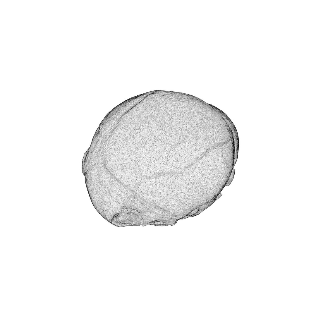 Fetus Skull 3D Model – High Poly Photogrammetry Scan, OBJ, FBX - View 19