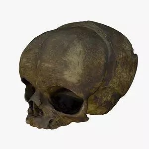 Fetus Skull 3D Model – High Poly Photogrammetry Scan, OBJ, FBX - View 2