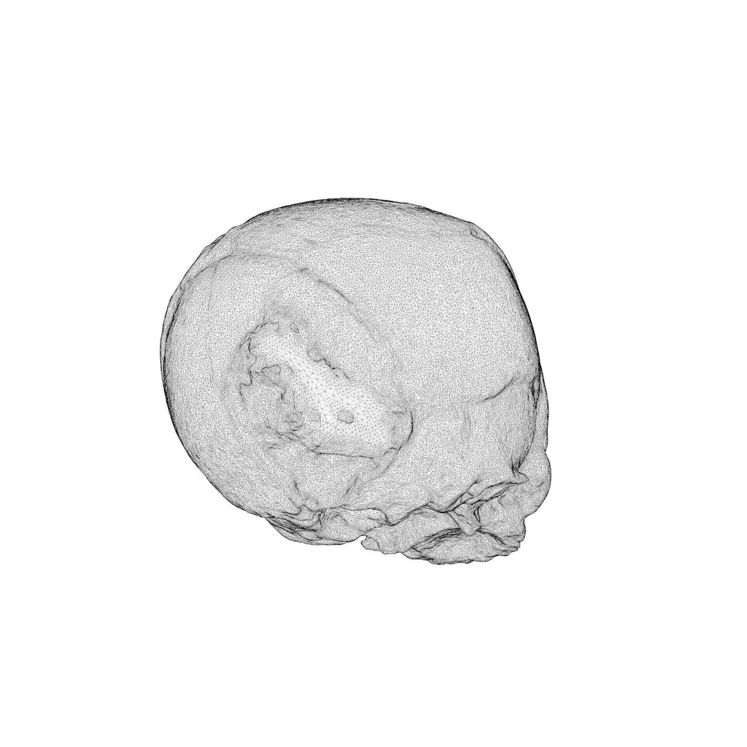 Fetus Skull 3D Model – High Poly Photogrammetry Scan, OBJ, FBX - View 20