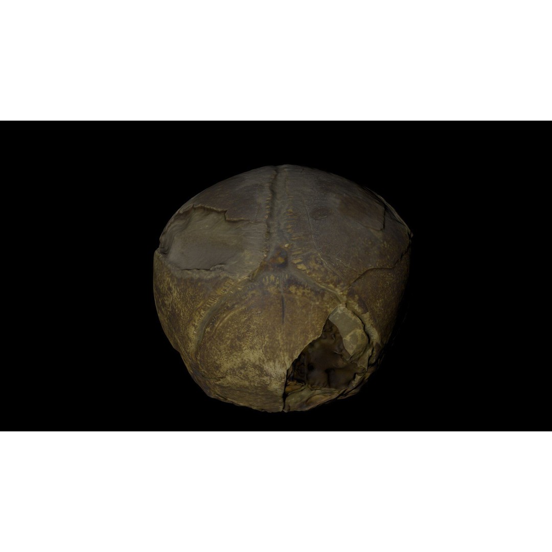 Fetus Skull 3D Model – High Poly Photogrammetry Scan, OBJ, FBX - View 22