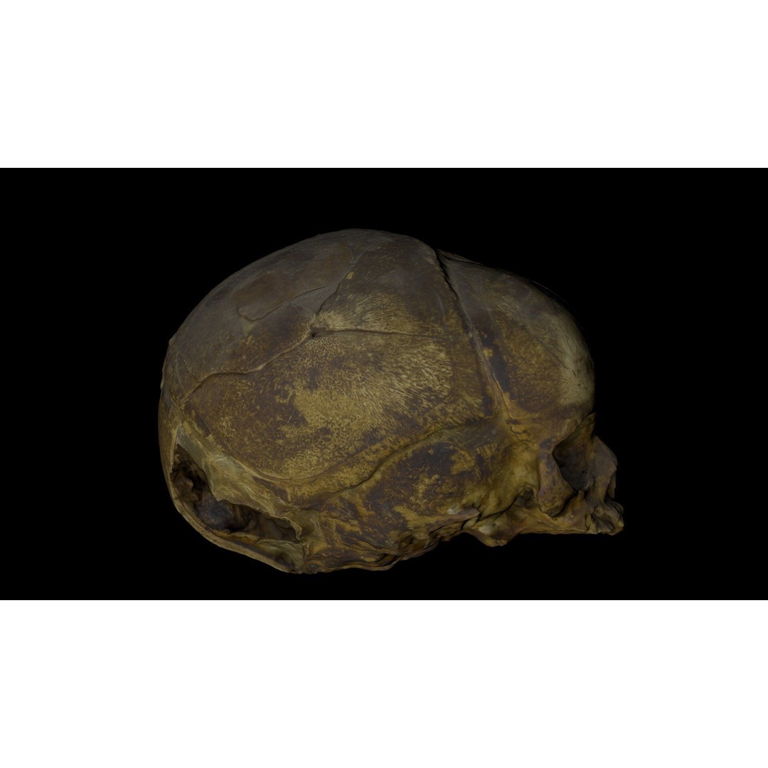 Fetus Skull 3D Model – High Poly Photogrammetry Scan, OBJ, FBX - View 23