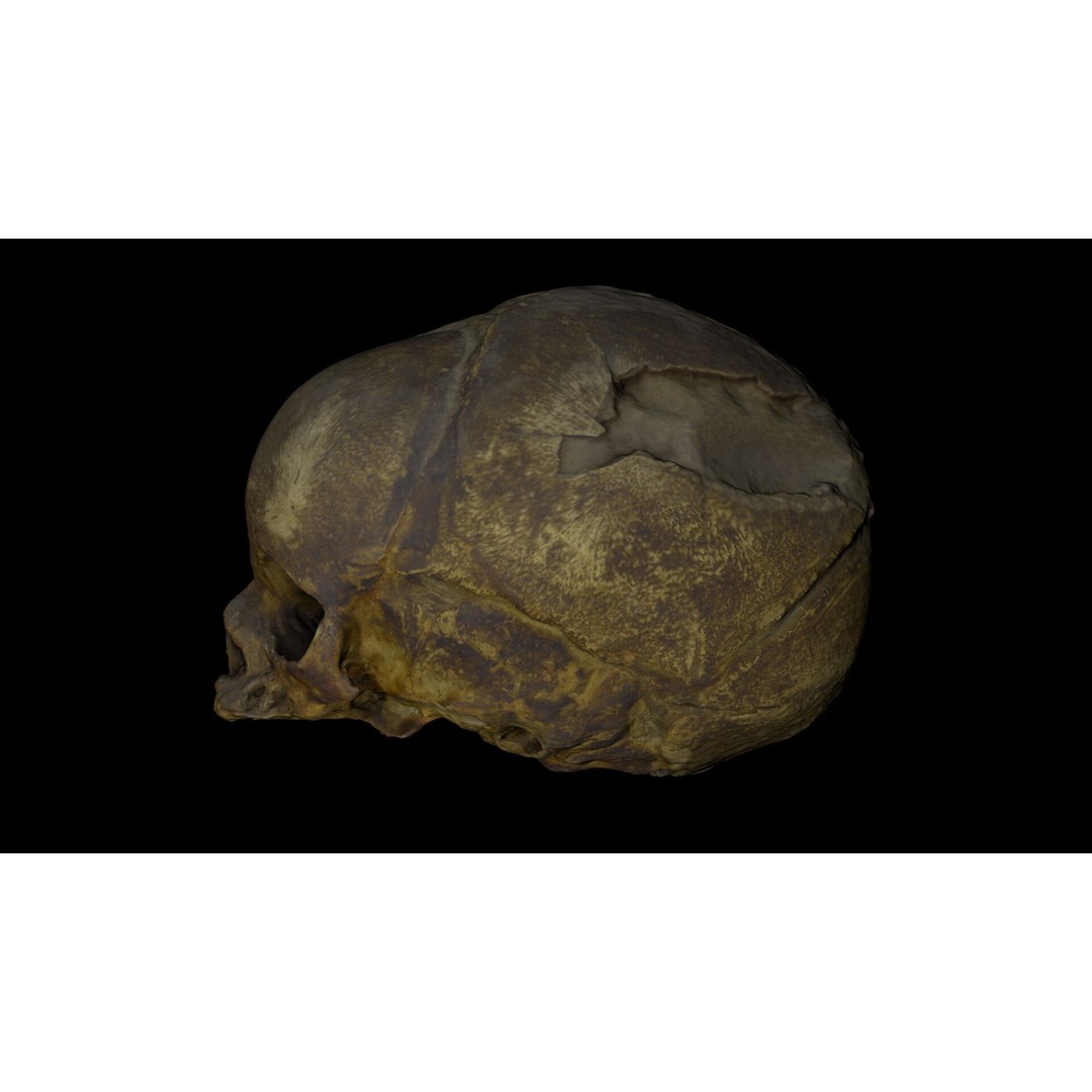 Fetus Skull 3D Model – High Poly Photogrammetry Scan, OBJ, FBX - View 24