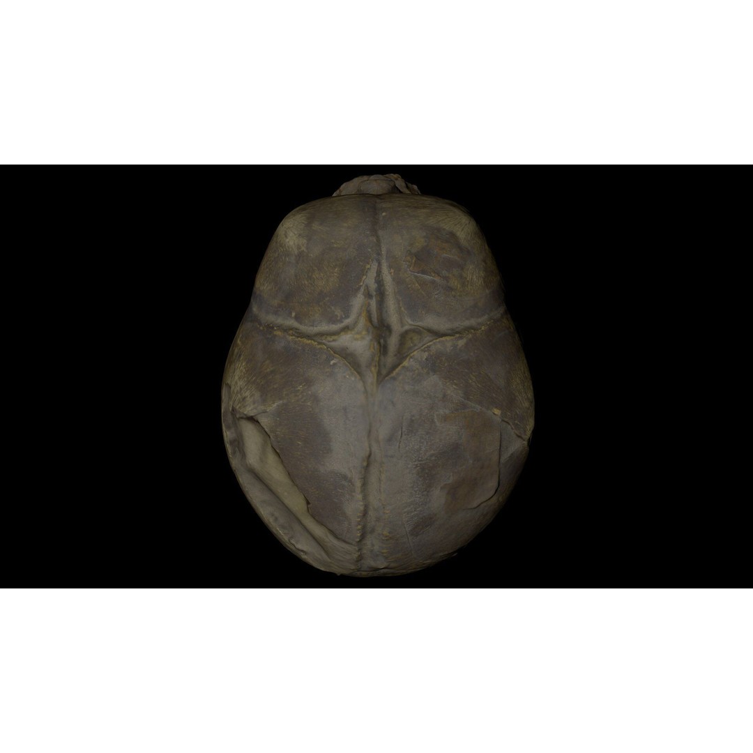 Fetus Skull 3D Model – High Poly Photogrammetry Scan, OBJ, FBX - View 25