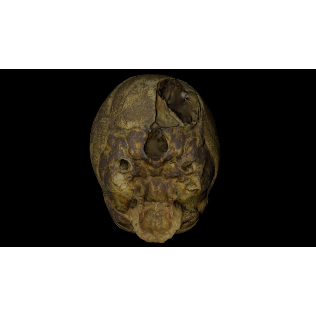 Fetus Skull 3D Model – High Poly Photogrammetry Scan, OBJ, FBX - View 26