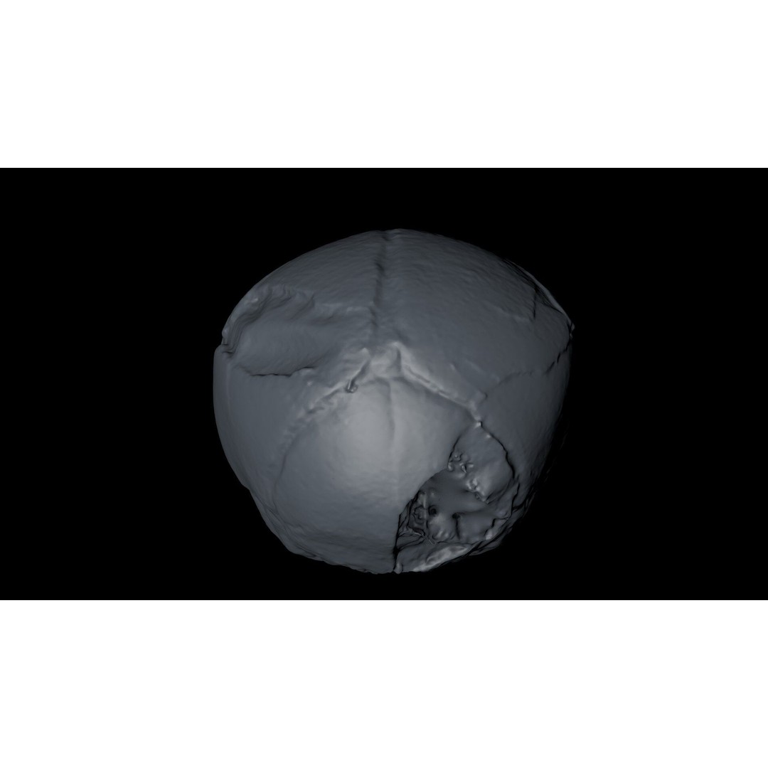 Fetus Skull 3D Model – High Poly Photogrammetry Scan, OBJ, FBX - View 28