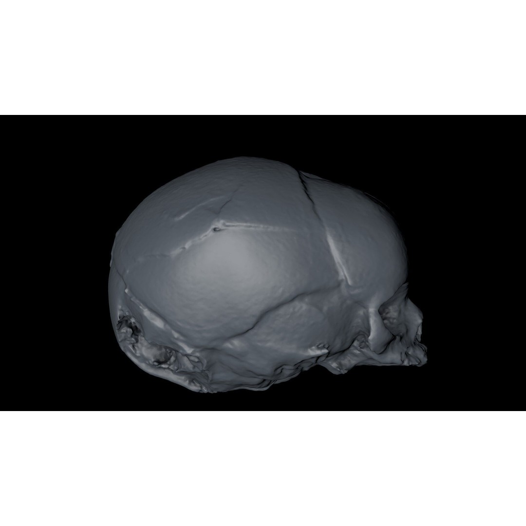 Fetus Skull 3D Model – High Poly Photogrammetry Scan, OBJ, FBX - View 29
