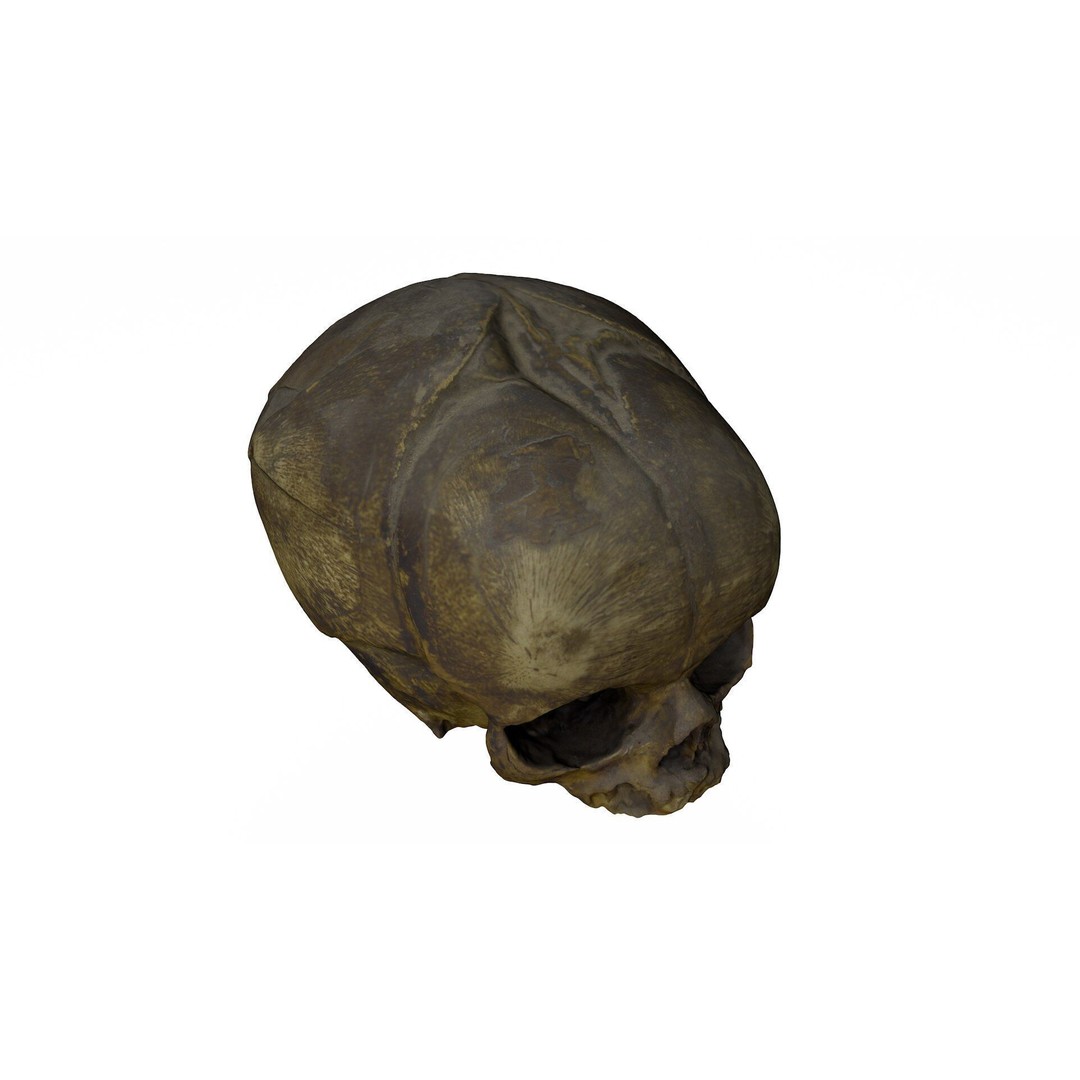 Fetus Skull 3D Model – High Poly Photogrammetry Scan, OBJ, FBX - View 3