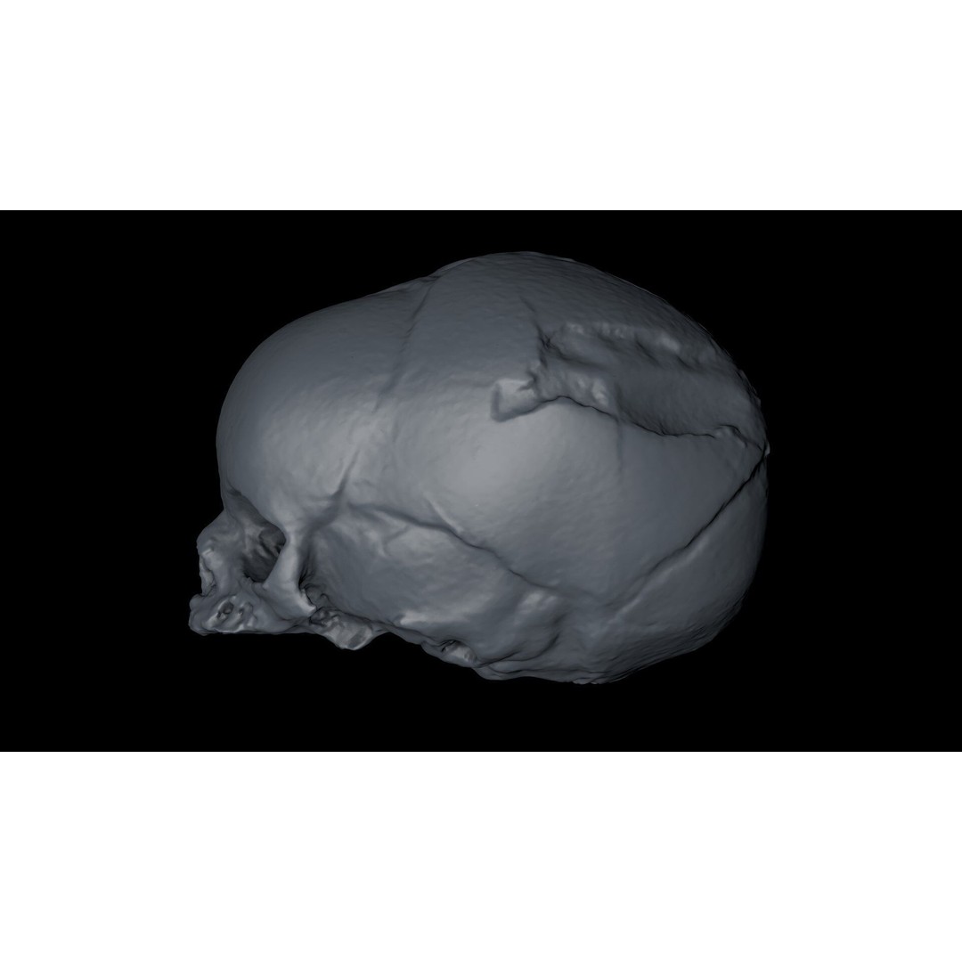 Fetus Skull 3D Model – High Poly Photogrammetry Scan, OBJ, FBX - View 30