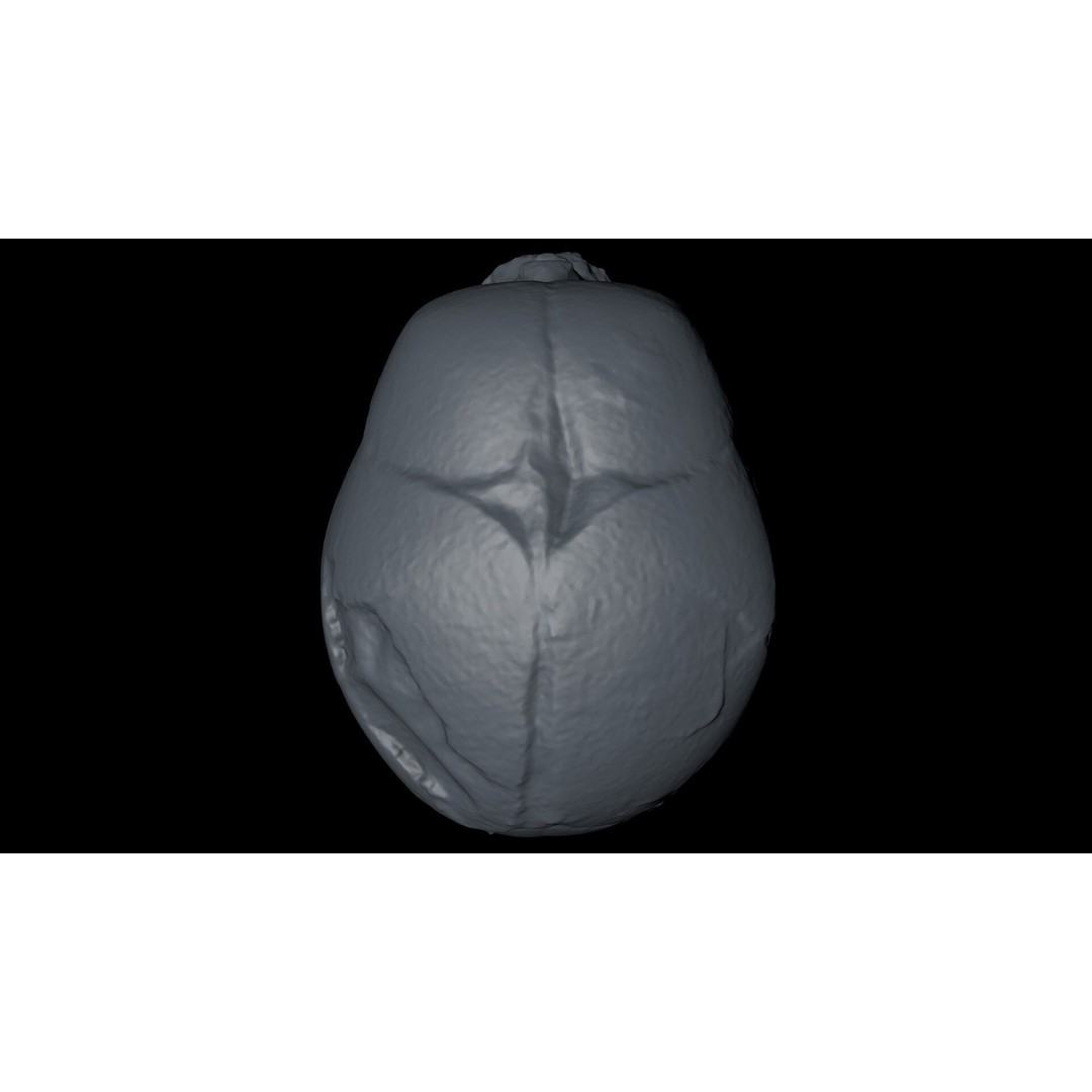 Fetus Skull 3D Model – High Poly Photogrammetry Scan, OBJ, FBX - View 31