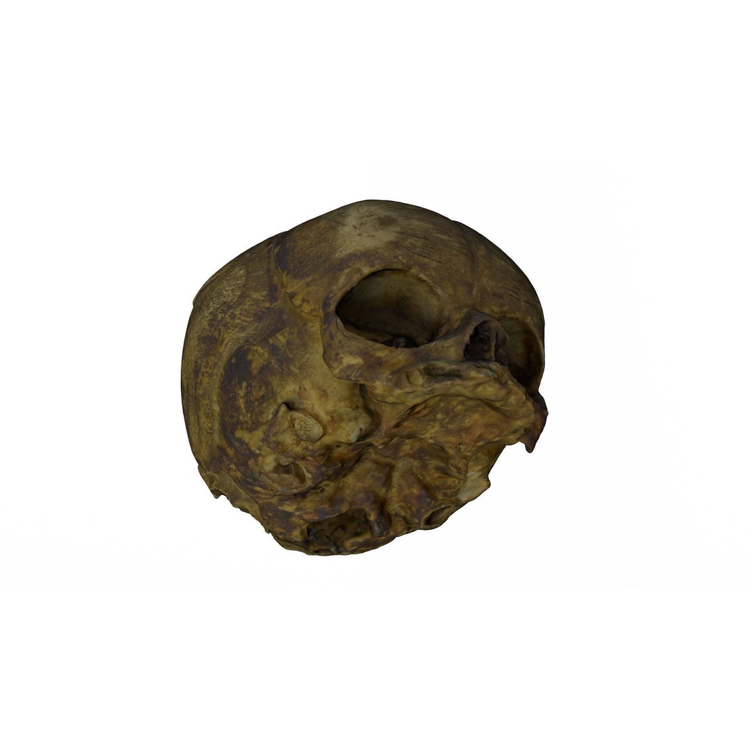 Fetus Skull 3D Model – High Poly Photogrammetry Scan, OBJ, FBX - View 4