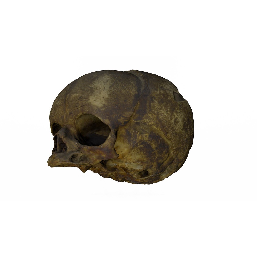 Fetus Skull 3D Model – High Poly Photogrammetry Scan, OBJ, FBX - View 5