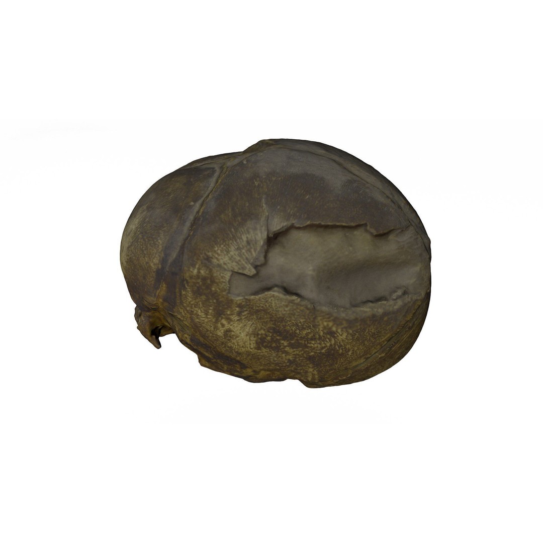 Fetus Skull 3D Model – High Poly Photogrammetry Scan, OBJ, FBX - View 6