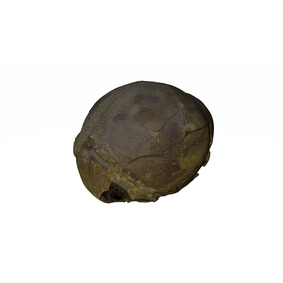 Fetus Skull 3D Model – High Poly Photogrammetry Scan, OBJ, FBX - View 7