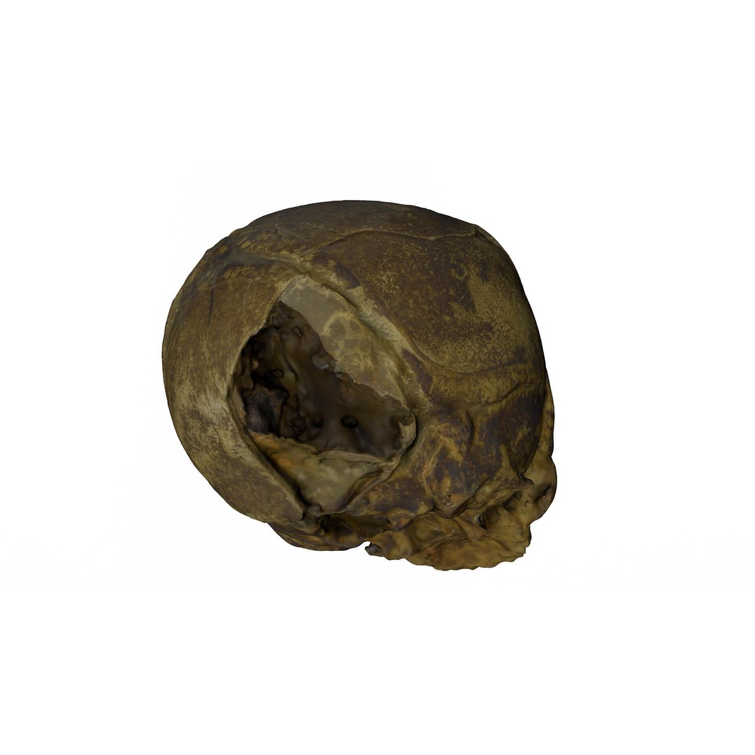 Fetus Skull 3D Model – High Poly Photogrammetry Scan, OBJ, FBX - View 8