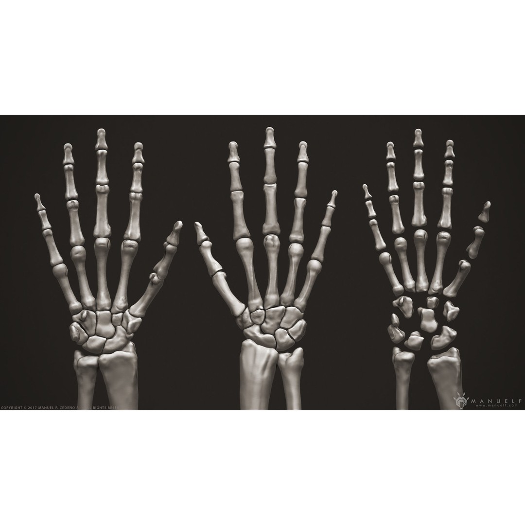 Human Arm Bones 3D Model – High Poly Anatomy Sculpture, OBJ