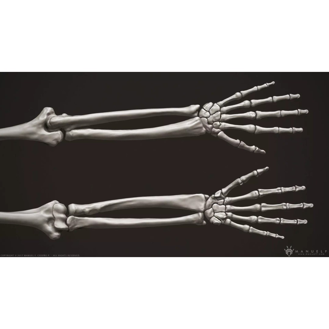 Human Arm Bones 3D Model – High Poly Anatomy Sculpture, OBJ - View 2