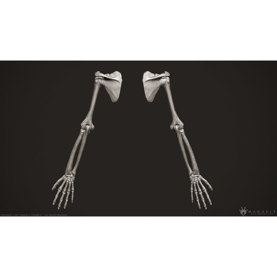 Human Arm Bones 3D Model – High Poly Anatomy Sculpture, OBJ - View 3