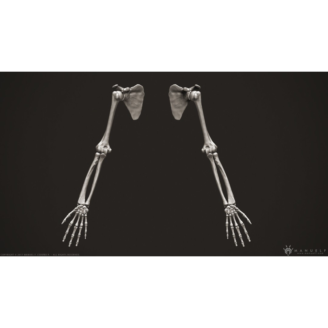 Human Arm Bones 3D Model – High Poly Anatomy Sculpture, OBJ - View 4