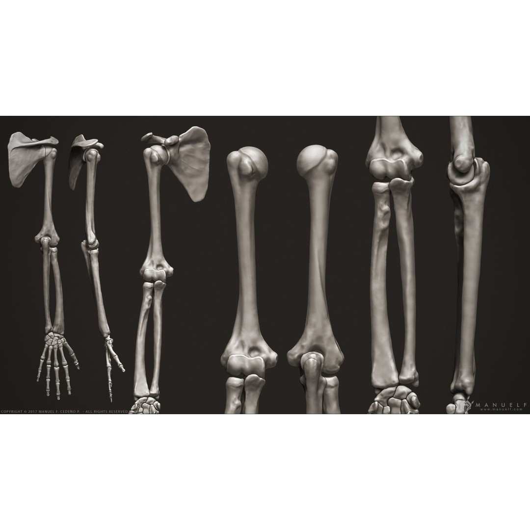 Human Arm Bones 3D Model – High Poly Anatomy Sculpture, OBJ - View 5