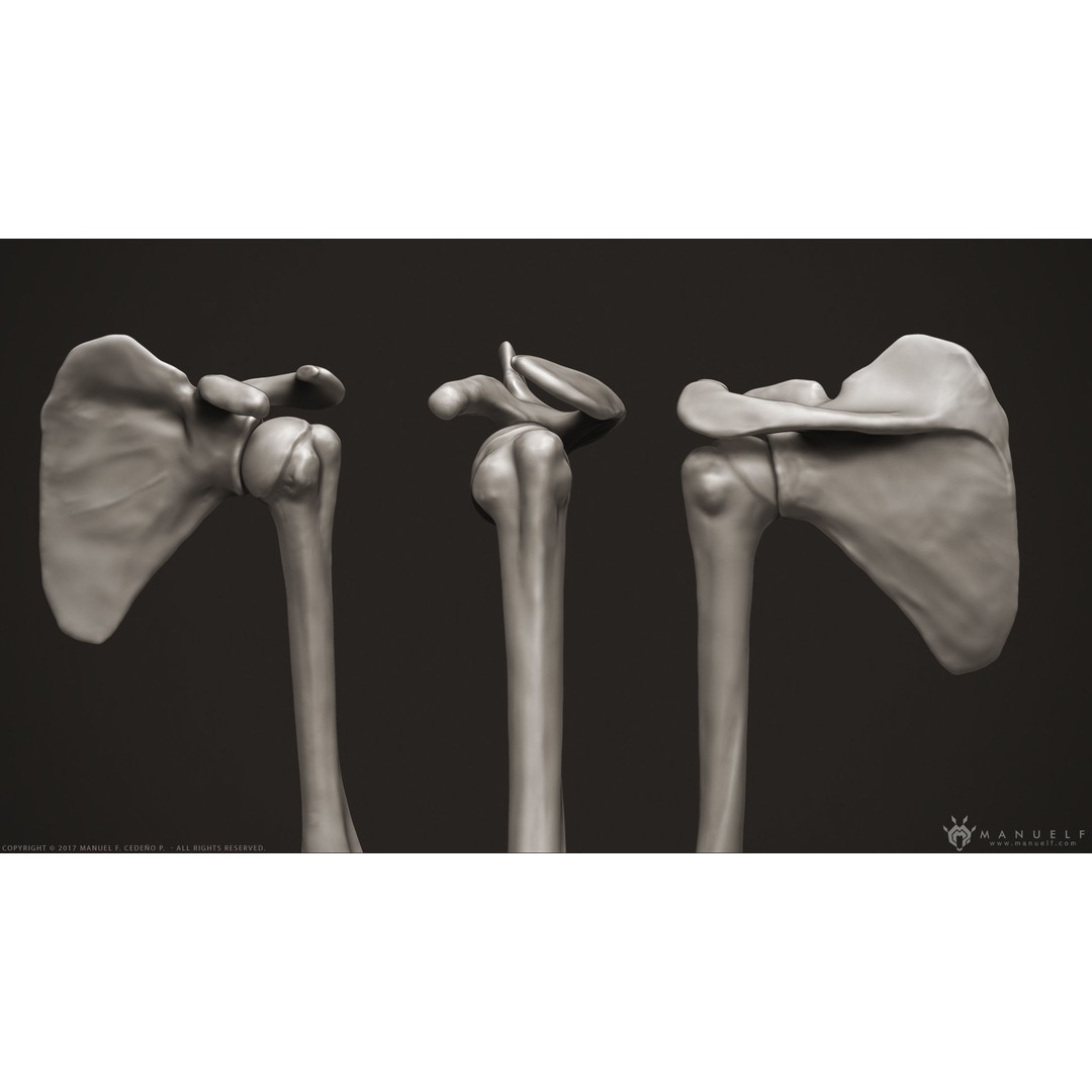 Human Arm Bones 3D Model – High Poly Anatomy Sculpture, OBJ - View 6