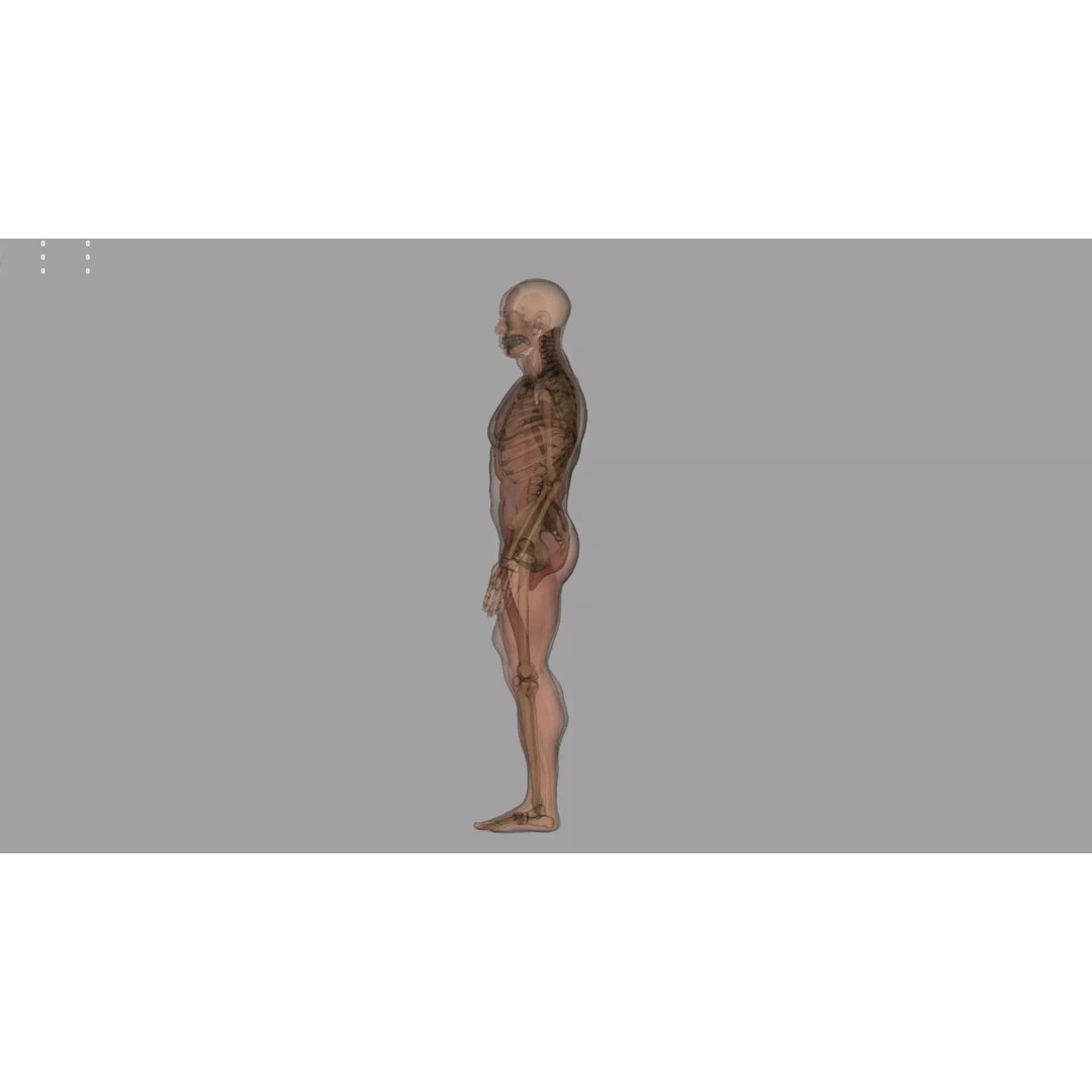 Human Anatomy 3D Model – Realistic Character, PBR Textures, FBX