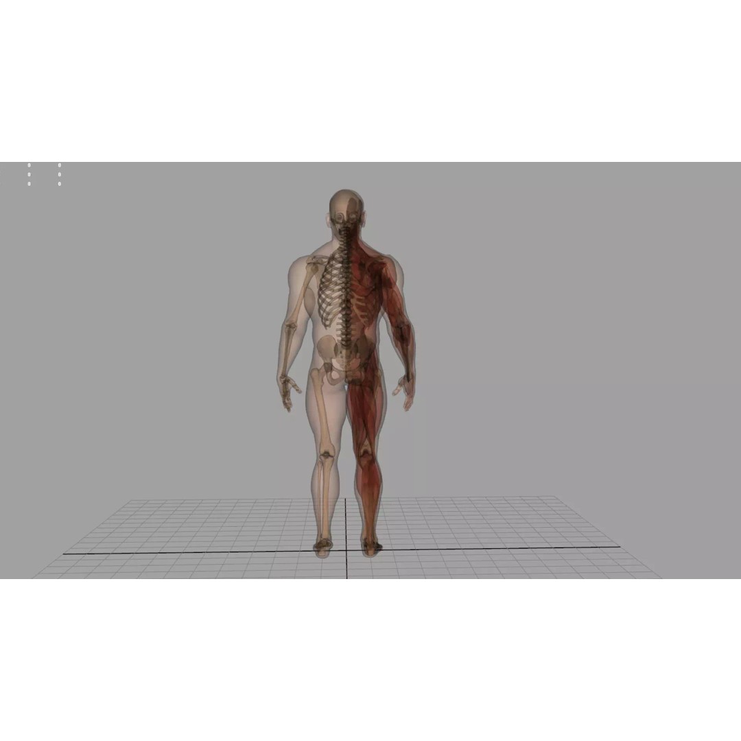 Human Anatomy 3D Model – Realistic Character, PBR Textures, FBX - View 2