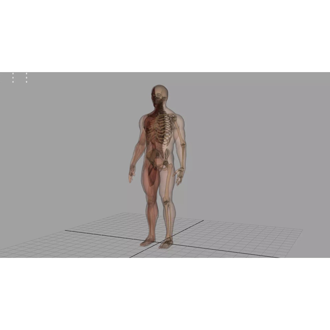 Human Anatomy 3D Model – Realistic Character, PBR Textures, FBX - View 4