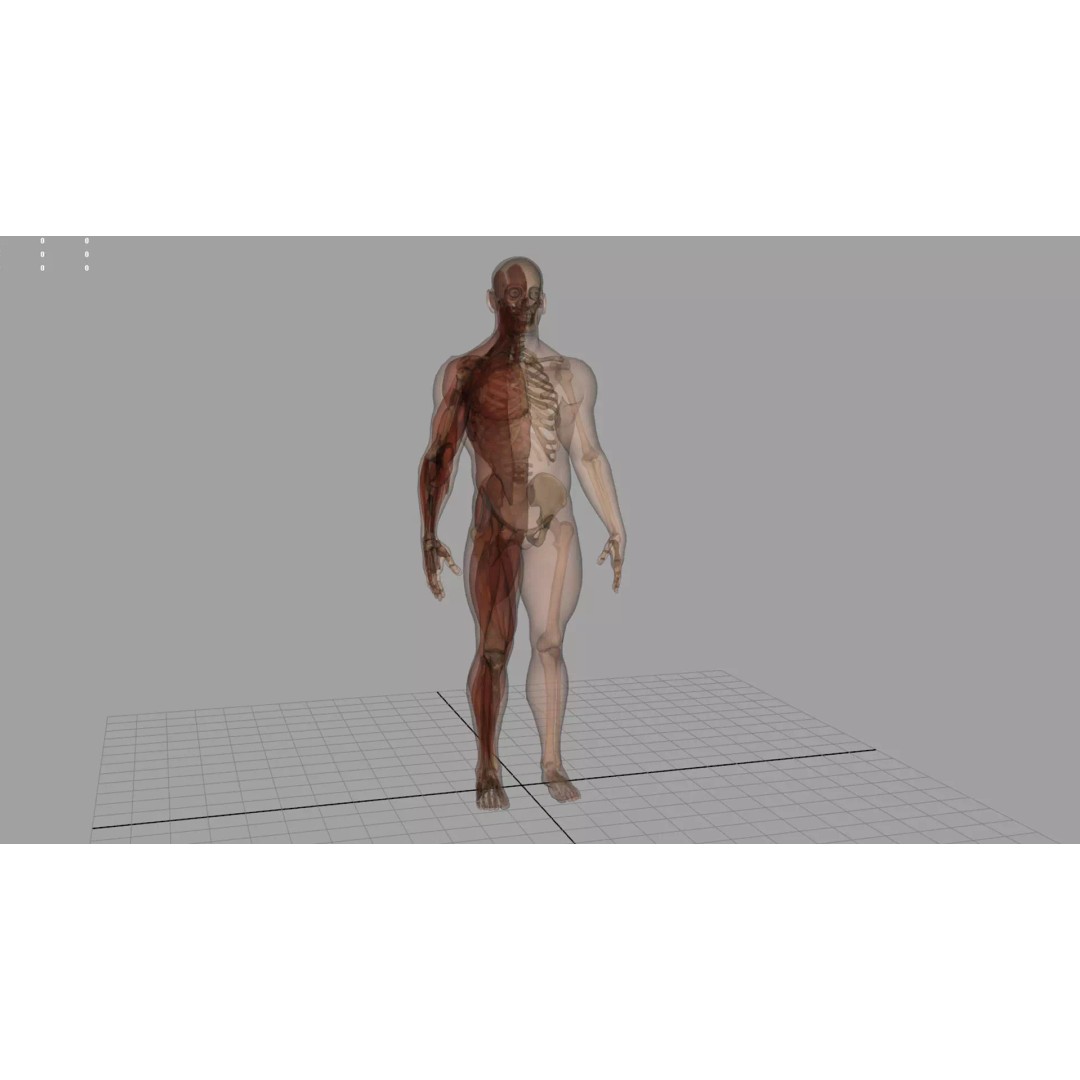 Human Anatomy 3D Model – Realistic Character, PBR Textures, FBX - View 5