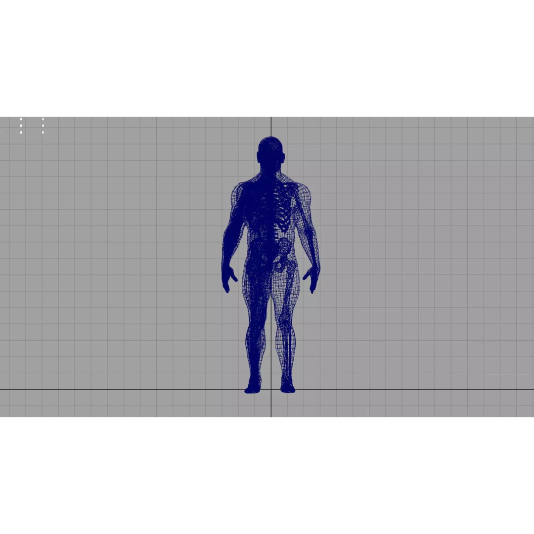 Human Anatomy 3D Model – Realistic Character, PBR Textures, FBX - View 6