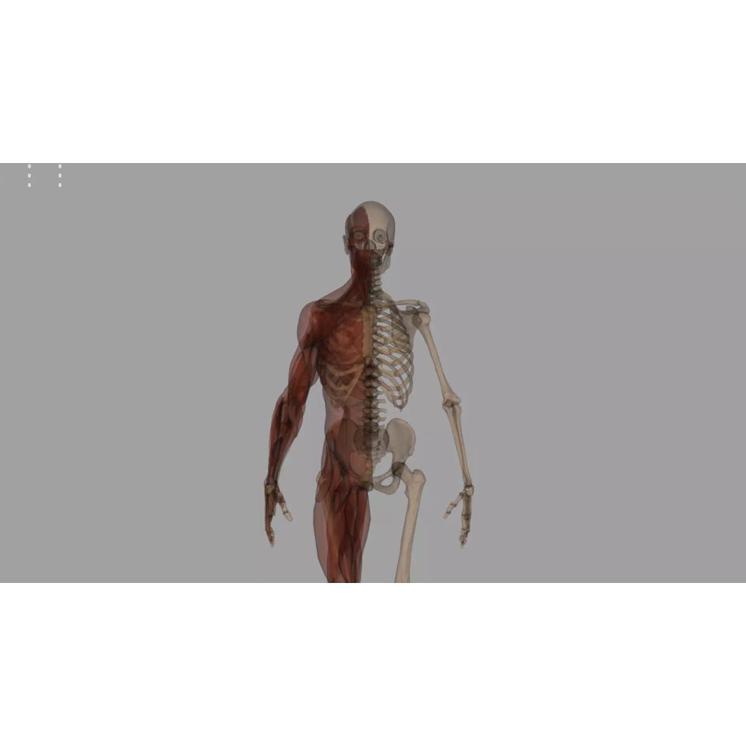 Human Anatomy 3D Model – Realistic Character, PBR Textures, FBX - View 8