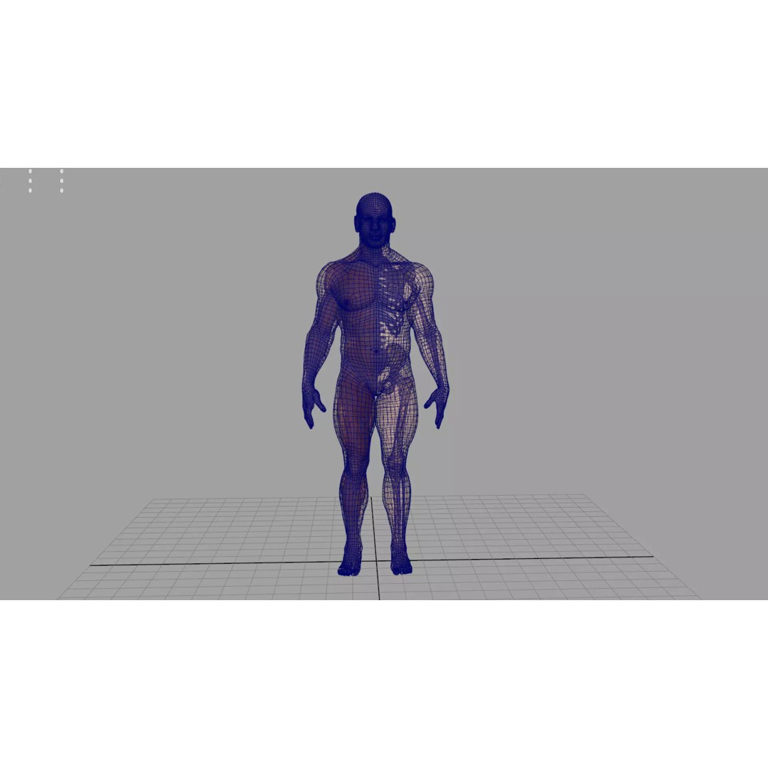 Human Anatomy 3D Model – Realistic Character, PBR Textures, FBX - View 9