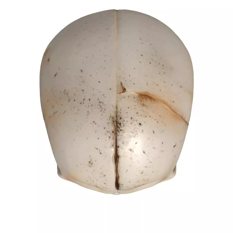 Mystical Skull Candle Holder 3D Model – Low Poly Gothic Prop, FBX - View 10