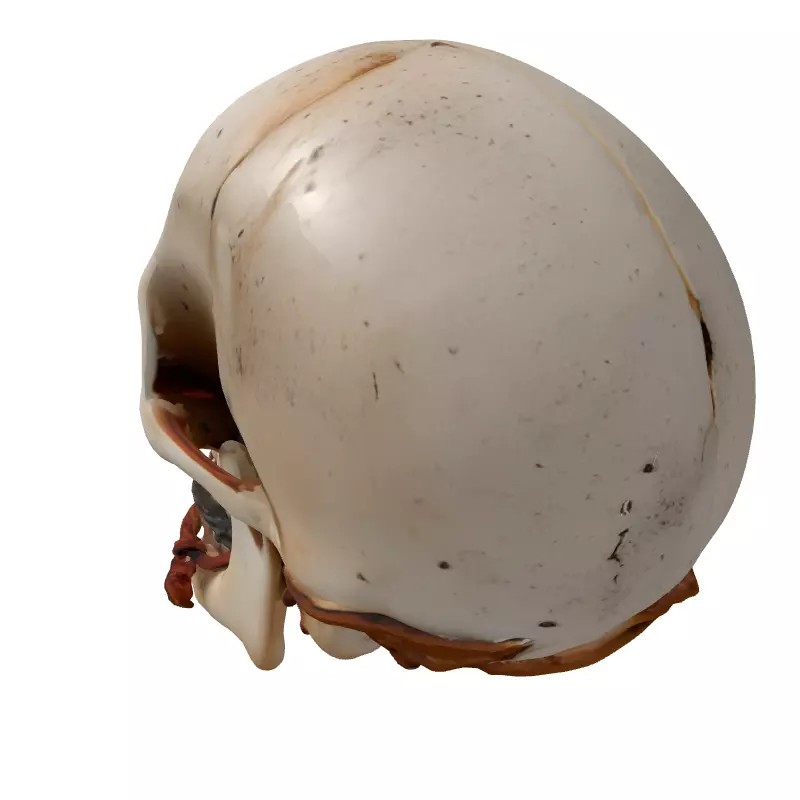 Mystical Skull Candle Holder 3D Model – Low Poly Gothic Prop, FBX - View 7