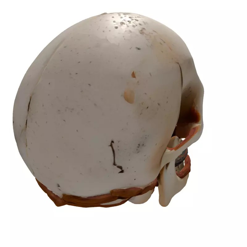 Mystical Skull Candle Holder 3D Model – Low Poly Gothic Prop, FBX - View 8