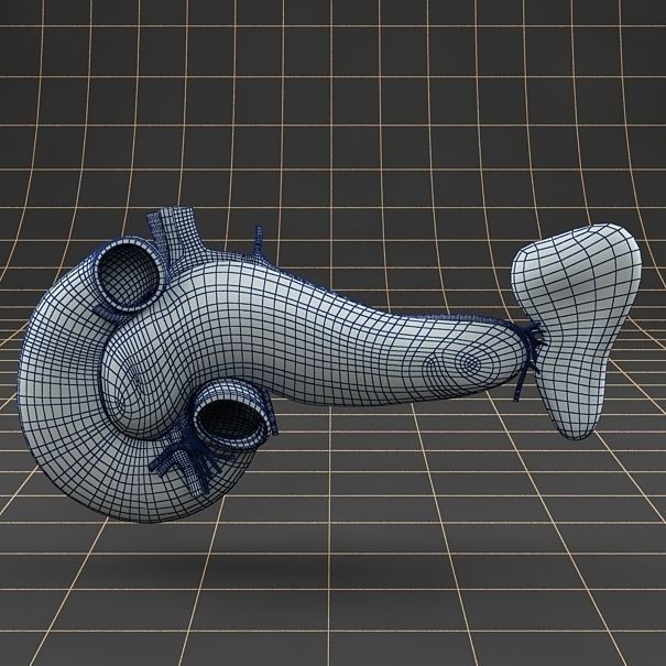 Pancreas Duodenum Spleen 3D Model – Realistic Anatomy Pack, FBX, OBJ