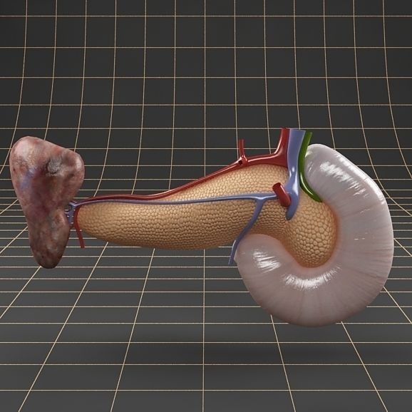 Pancreas Duodenum Spleen 3D Model – Realistic Anatomy Pack, FBX, OBJ - View 10
