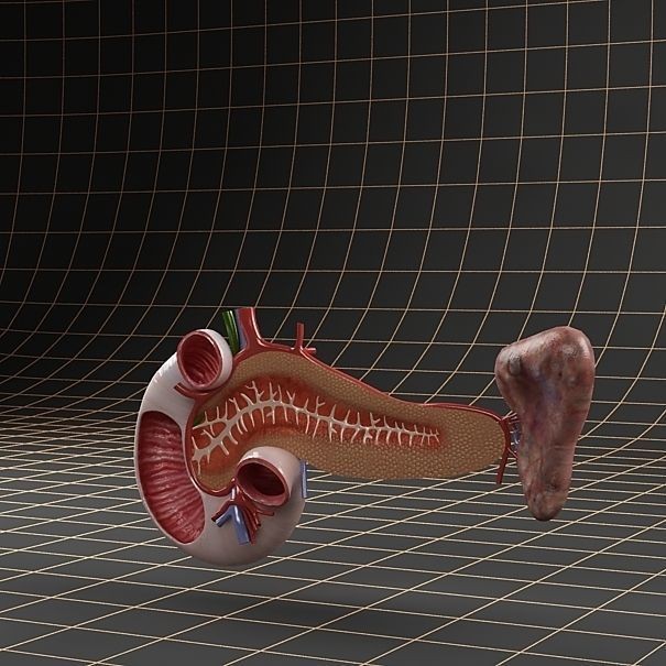 Pancreas Duodenum Spleen 3D Model – Realistic Anatomy Pack, FBX, OBJ - View 11