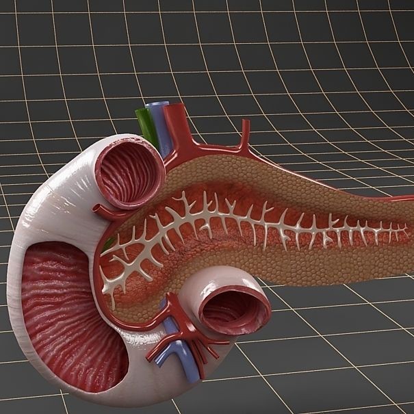 Pancreas Duodenum Spleen 3D Model – Realistic Anatomy Pack, FBX, OBJ - View 12