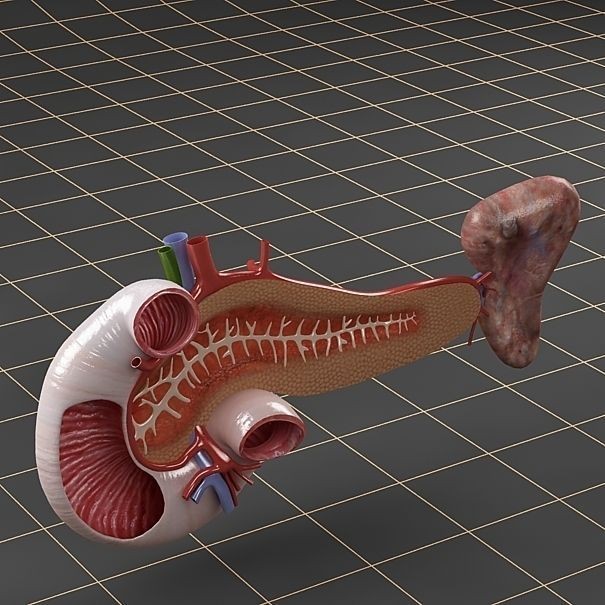 Pancreas Duodenum Spleen 3D Model – Realistic Anatomy Pack, FBX, OBJ - View 13