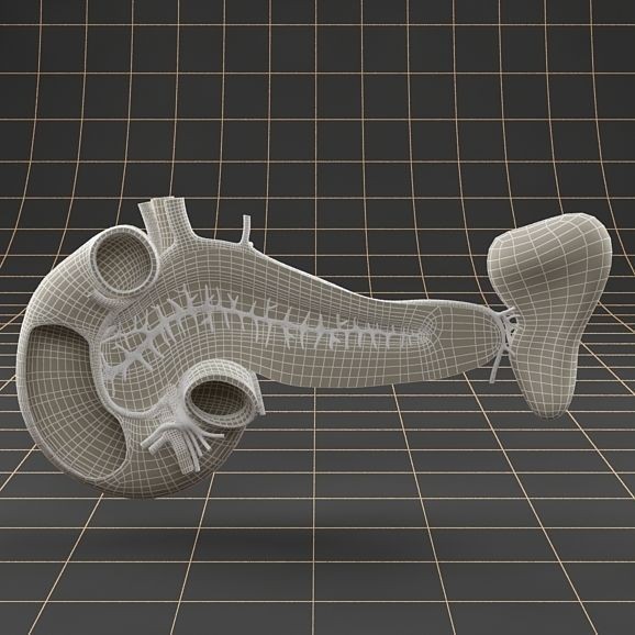 Pancreas Duodenum Spleen 3D Model – Realistic Anatomy Pack, FBX, OBJ - View 14