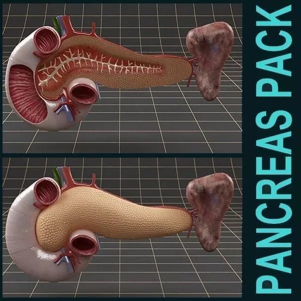 Pancreas Duodenum Spleen 3D Model – Realistic Anatomy Pack, FBX, OBJ - View 2