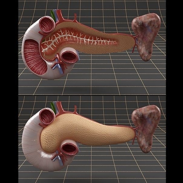 Pancreas Duodenum Spleen 3D Model – Realistic Anatomy Pack, FBX, OBJ - View 3