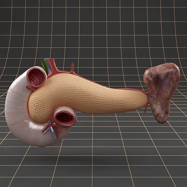 Pancreas Duodenum Spleen 3D Model – Realistic Anatomy Pack, FBX, OBJ - View 4