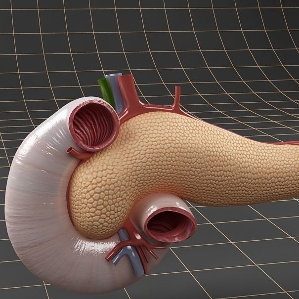Pancreas Duodenum Spleen 3D Model – Realistic Anatomy Pack, FBX, OBJ - View 5