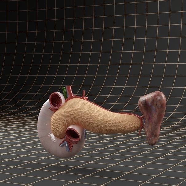 Pancreas Duodenum Spleen 3D Model – Realistic Anatomy Pack, FBX, OBJ - View 6