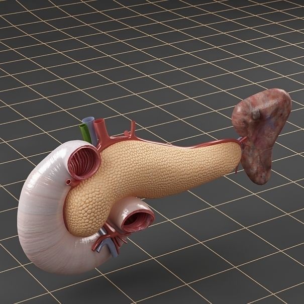 Pancreas Duodenum Spleen 3D Model – Realistic Anatomy Pack, FBX, OBJ - View 7