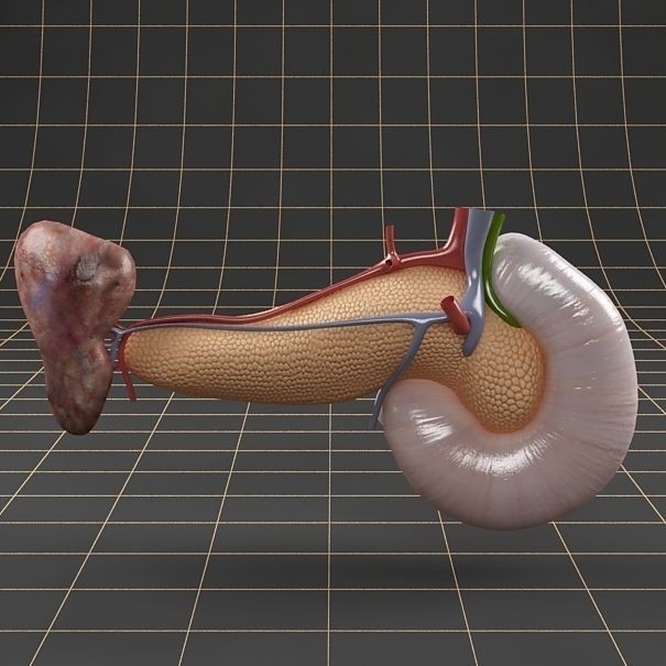 Pancreas Duodenum Spleen 3D Model – Realistic Anatomy Pack, FBX, OBJ - View 8