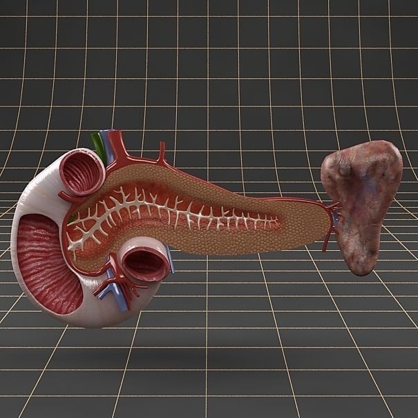Pancreas Duodenum Spleen 3D Model – Realistic Anatomy Pack, FBX, OBJ - View 9